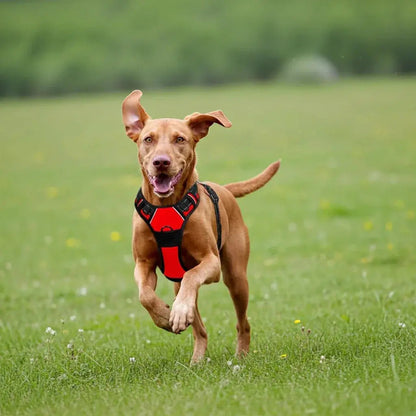 Comfort Control Dog Harness - SHIMIS