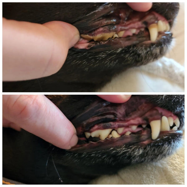 ביקורת (מכשיר חשמלי ביתי לניקוי שיניים לכלבים – פתרון מקצועי בבית) 5