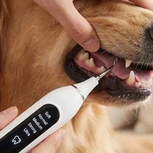 SHIMIS™ Pro - Dental Ultrasonic Scaler - Professional Cleaning - SHIMIS