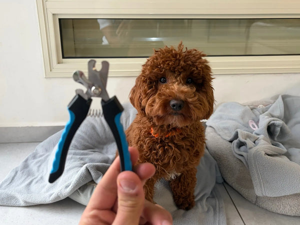 ביקורת (קוצץ ציפורניים לכלבים וחתולים – קיצוץ מקצועי, קל ומהיר בבית) 1