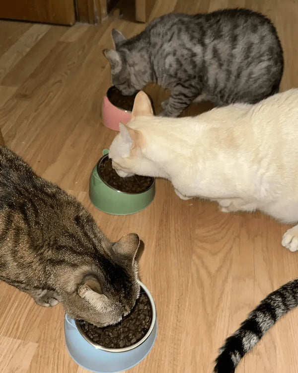 ביקורת (קערת נירוסטה משופעת לחתול – נקי, היגייני ונגד בלגן!) 1